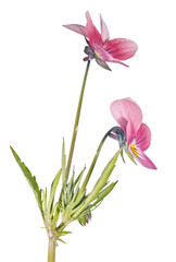 two small pansy dark red blooms on stem