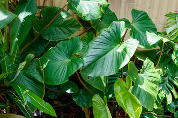 Monstera plant in a tropical forest area