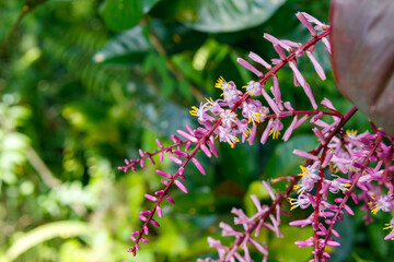 flowers in the garden