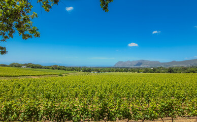 Fototapeta na wymiar South African vineyard near the town of Constantia Cape Town.