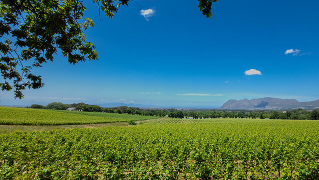 South African vineyard near the town of Constantia Cape Town.