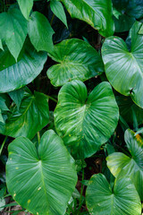 Monstera plant in a tropical forest area