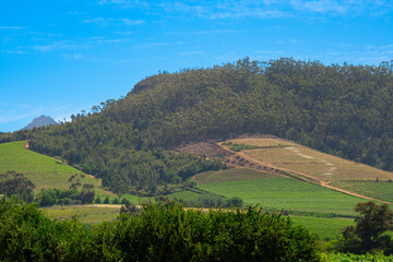 Fototapeta na wymiar South African vineyard near the pretty town of Stellenbosh 