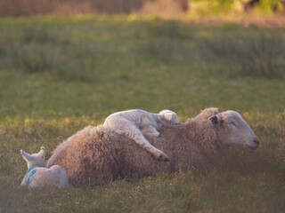 Lamb sleeping on mum