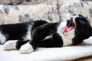 cute black and white cat resting on paws, dozing, pouting with open mouth, sly look, lying on bed, side view. Selective focus