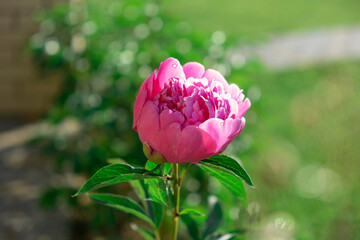 Pink peony flower on bush with green leaves blooming in sunlight in garden. Outdoor floral background. Paeonia lactiflora Sarah Bernhardt. Double pink peony flower.