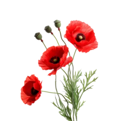 Foto op Canvas Beautiful poppy flower isolated on white © Tidarat