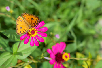 A beautiful butterfly on a flower is sucking flower juice