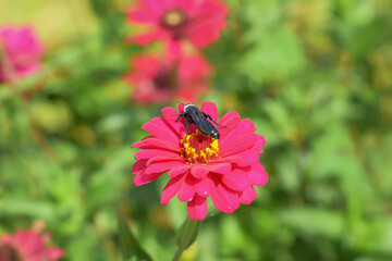 Black wasp on flower sucking flower nectar, honey bee