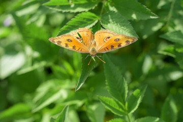 A butterfly on a leaf is spreading its wings, a beautiful butterfly