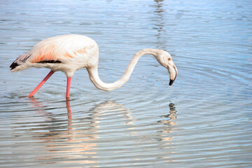 Murcia - San Pedro del Pinatar: sus salinas, playa y espacio natural.