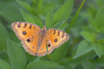 A butterfly on a leaf is spreading its wings, a beautiful butterfly