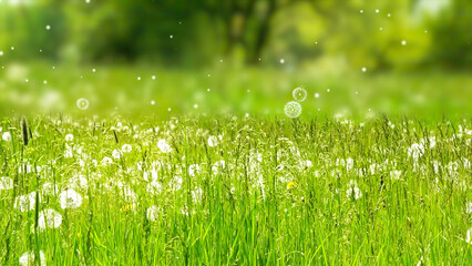 dandelion meadow with rising blowball pollination in the air, fresh green nature scene concept with blurred background and copy space for pollen allergy season - obrazy, fototapety, plakaty