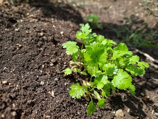 The small corriander plant with lots of leaves.shot from high angle