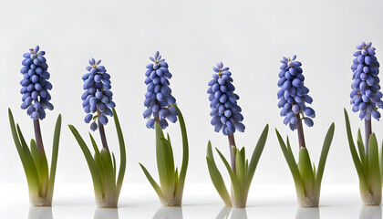 Obraz premium Isolate Grape Hyacinth