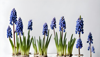 Fototapeta premium Isolate Grape Hyacinth