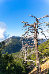 Fototapeta na wymiar A dry pine tree, only branches without leaves, Albania mountain, 