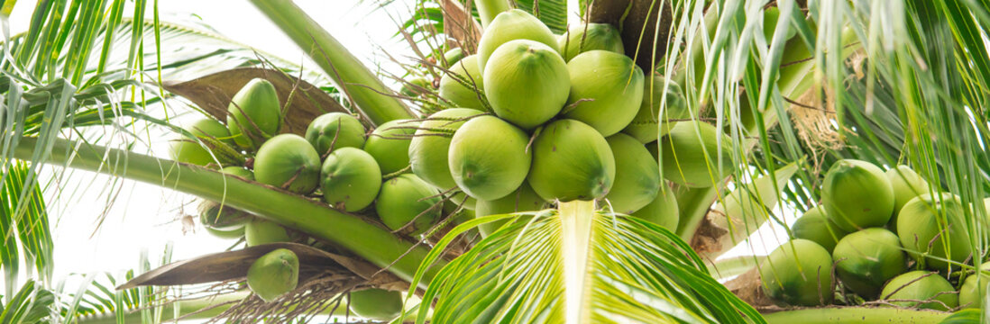 Panorama load cluster of young fruit green coconuts hanging on tree top with lush green foliage branch at tropical garden in Nha Trang, Vietnam, organic coconut palm tree ready to harvest