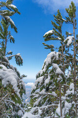 Pine tree cover with snow, blue sky, Albania mountain, "&Ccedil;ika" 