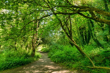 The West Devon Way passing through broad leaf forest near Okehampton, Devon, UK