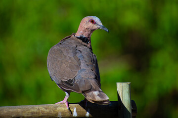 Pigeon