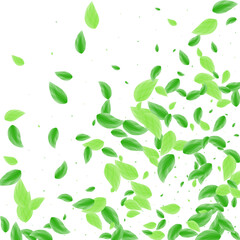 Green Leaf Background White Vector. Plant Aroma Texture. Figure Frame. Light Green Woods Illustration. Leaves Space.