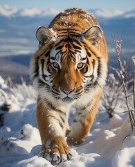 Obraz premium Dslr, National Geographic style, Amur tiger, searching for prey, looking beyond the camera,
