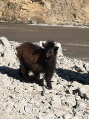 A black goat from nepal standing near bank of river