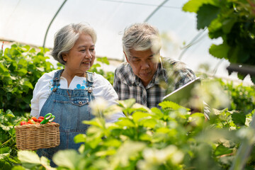 Happy cute couple Asian couple senior farmer working on an organic strawberry farm and harvest...