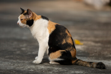 Cute tricolor cat sitting on the floor with blurred background