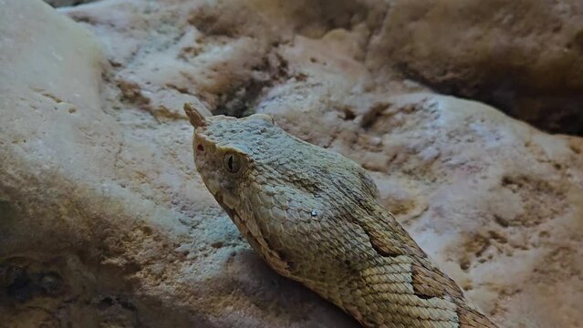 close up of desert horn viper crawling around