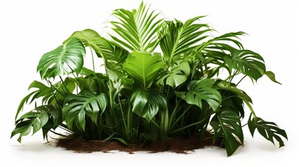 An Areca Palm shrub with green tropical leaves thrives on the ground, accompanied by humus from deceased plants, isolated against a white background with a clipping path.