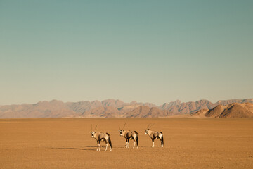 Oryx walking in a desert in Namibia, Sossusvlei National park