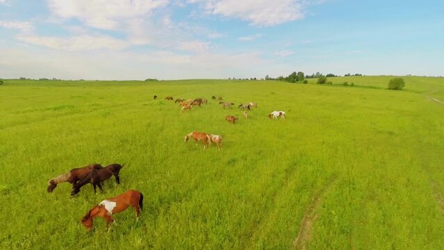 Horse herd graze on grass field at summer day. Aerial view