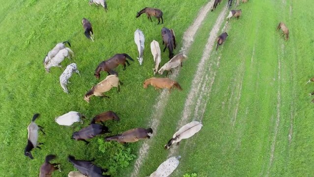 Lot of different horses graze on grass field at summer day.