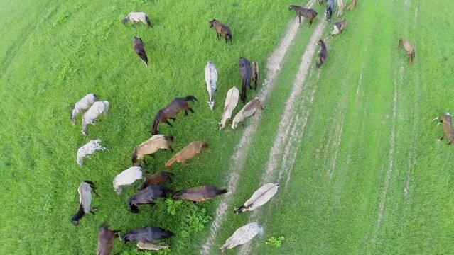 Many different horses graze on grass field at summer day