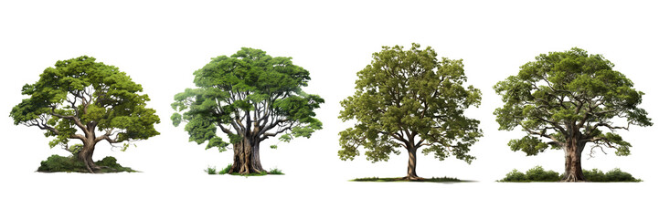 Fototapeta na wymiar Set of Big tree realistic on a transparent background