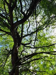 Fototapeta premium trees in the forest