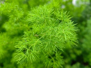 Close up of Asparagus
