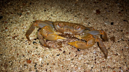 crab on the beach at night