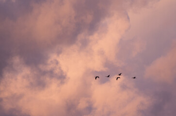 Flock of cranes