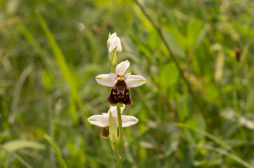 bumble bee orchid, orchid, ophrys, 