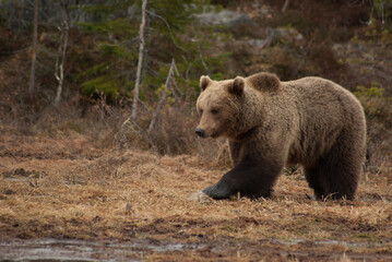 brown bear in the woods