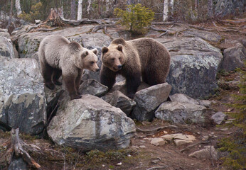 Bear couple