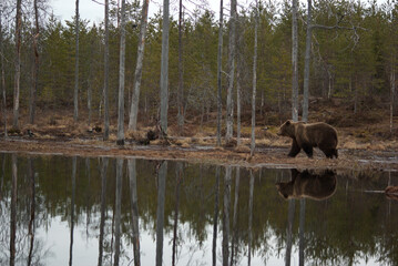 Brown bear at the lake