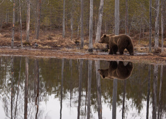 brown bear in the lake