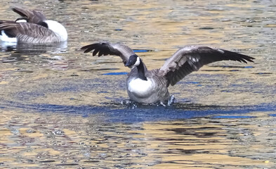 Single Canadian goose shakes feathers in the water