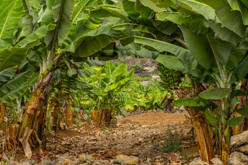 Dwarf banana plant Dwarf Cavendish banana plantation in Tenerife