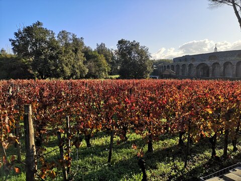 Vineyards in autumn in the city of Pompeii, Italy