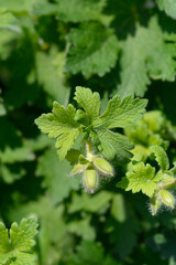 Purple cranesbill Rosemoor flower buds